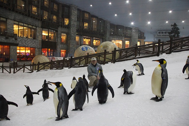 ski-dubai-penguins